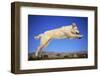 Dog Leaping-DLILLC-Framed Photographic Print