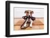 Dog Leather Leash-Javier Brosch-Framed Photographic Print