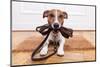 Dog Leather Leash-Javier Brosch-Mounted Photographic Print