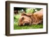 Dog Lieing on its Side Looking into the Camera-Sam Chadwick-Framed Photographic Print