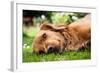 Dog Lieing on its Side Looking into the Camera-Sam Chadwick-Framed Photographic Print