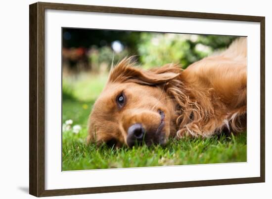 Dog Lieing on its Side Looking into the Camera-Sam Chadwick-Framed Photographic Print