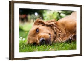 Dog Lieing on its Side Looking into the Camera-Sam Chadwick-Framed Photographic Print