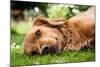 Dog Lieing on its Side Looking into the Camera-Sam Chadwick-Mounted Photographic Print