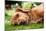 Dog Lieing on its Side Looking into the Camera-Sam Chadwick-Mounted Photographic Print