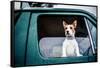 Dog looking out of window, game-shooting, England-John Alexander-Framed Stretched Canvas