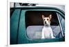 Dog looking out of window, game-shooting, England-John Alexander-Framed Premium Photographic Print