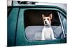 Dog looking out of window, game-shooting, England-John Alexander-Mounted Premium Photographic Print