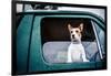 Dog looking out of window, game-shooting, England-John Alexander-Framed Premium Photographic Print