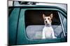 Dog looking out of window, game-shooting, England-John Alexander-Mounted Premium Photographic Print