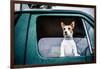 Dog looking out of window, game-shooting, England-John Alexander-Framed Photographic Print