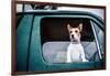 Dog looking out of window, game-shooting, England-John Alexander-Framed Photographic Print