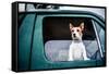 Dog looking out of window, game-shooting, England-John Alexander-Framed Stretched Canvas