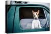 Dog looking out of window, game-shooting, England-John Alexander-Stretched Canvas