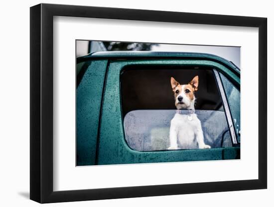 Dog looking out of window, game-shooting, England-John Alexander-Framed Photographic Print
