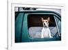 Dog looking out of window, game-shooting, England-John Alexander-Framed Photographic Print