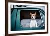 Dog looking out of window, game-shooting, England-John Alexander-Framed Photographic Print