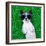 Dog Lying and Resting-Javier Brosch-Framed Photographic Print