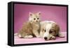 Dog Lying Together with Kitten on Pink Background-null-Framed Stretched Canvas