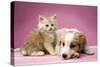 Dog Lying Together with Kitten on Pink Background-null-Stretched Canvas