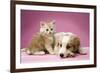 Dog Lying Together with Kitten on Pink Background-null-Framed Photographic Print