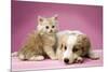 Dog Lying Together with Kitten on Pink Background-null-Mounted Photographic Print