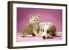 Dog Lying Together with Kitten on Pink Background-null-Framed Photographic Print