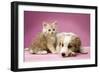 Dog Lying Together with Kitten on Pink Background-null-Framed Photographic Print