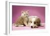 Dog Lying Together with Kitten on Pink Background-null-Framed Photographic Print