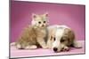 Dog Lying Together with Kitten on Pink Background-null-Mounted Photographic Print