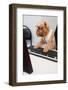 Dog Manager-Okssi-Framed Photographic Print