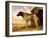 Dog on a Chain, 1653-4-Paulus Potter-Framed Giclee Print