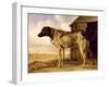 Dog on a Chain, 1653-4-Paulus Potter-Framed Giclee Print