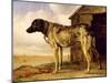 Dog on a Chain, 1653-4-Paulus Potter-Mounted Giclee Print