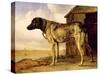 Dog on a Chain, 1653-4-Paulus Potter-Stretched Canvas