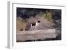 Dog on a Log, 1889 (W/C & Graphite on Wove Paper)-Winslow Homer-Framed Giclee Print