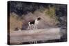 Dog on a Log, 1889 (W/C & Graphite on Wove Paper)-Winslow Homer-Stretched Canvas