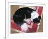 Dog on a Rug-Durwood Coffey-Framed Giclee Print