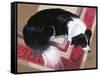 Dog on a Rug-Durwood Coffey-Framed Stretched Canvas