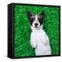 Dog on Grass-Javier Brosch-Framed Stretched Canvas