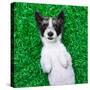 Dog on Grass-Javier Brosch-Stretched Canvas