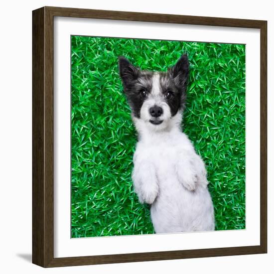 Dog on Grass-Javier Brosch-Framed Photographic Print