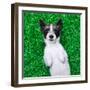 Dog on Grass-Javier Brosch-Framed Photographic Print