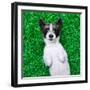 Dog on Grass-Javier Brosch-Framed Photographic Print