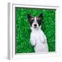 Dog on Grass-Javier Brosch-Framed Photographic Print