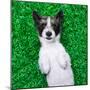 Dog on Grass-Javier Brosch-Mounted Photographic Print