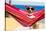 Dog on Hammock-Javier Brosch-Stretched Canvas