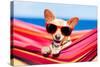 Dog on Hammock-Javier Brosch-Stretched Canvas