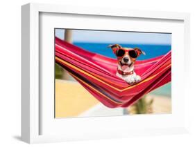 Dog on Hammock-Javier Brosch-Framed Photographic Print