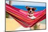 Dog on Hammock-Javier Brosch-Mounted Photographic Print